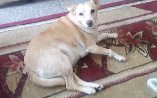 Boj o zdraví pro Ťapinku: Pomozte nám zvládnout náročnou léčbu