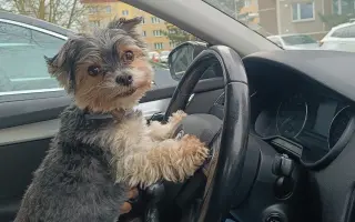 Pomoc pro Čika: boj s Cushingovým syndromem