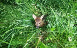 🦌 Zachraňme srnčata v Bráně Beskyd   Frýdlant nad Ostravicí - Pstruží