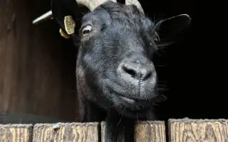 ❤️ Pomozte Farmě Duběnka zůstat místem pro děti i zvířata