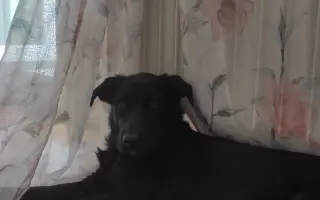 Pomozte nám zachránit Marleyho 🐾