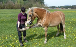 Terapeutická deka pro koňské staroušky