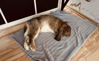 Prosíme, pomozte Nefince přestat trpět 💔