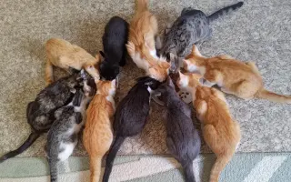 Akutní nedostatek krmiva (aneb stovky koček prosí o pomoc)