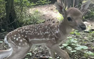 Stop utrpení srnčat – pomozte nám koupit dron s termovizí