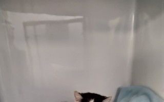 Pomozte kocourku Vikýskovi přežít pokus o upálení!