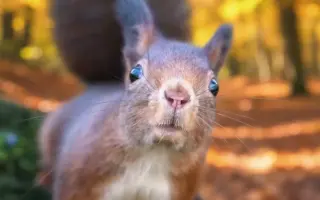 POMOC PRO FOXÍČKA, ASPENA A TAFFY-JACKA