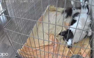 Pomozte Lucy prodloužit život