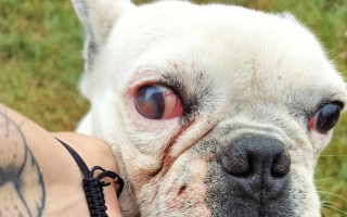 Pokrytí veterinárních nákladů zvířat v nouzi