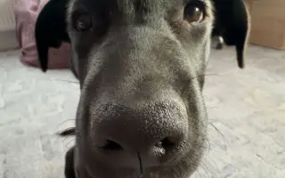 ❤️ Pomozme Belince znovu běhat a žít naplno ❤️