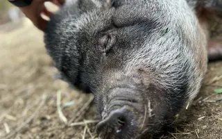 Krmení a seno pro zachráněná zvířata