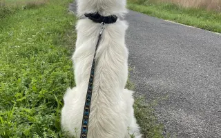 Pomozte Ullymu zase skákat přes kaluže! 🐾
