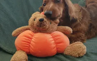 Pomoc pre Hectorka ❤️ držte tlapky, právě bojujeme 🍀