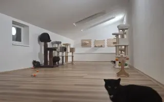 Druhá šance na život – veterinární péče pro zraněné, opuštěné a týrané kočky