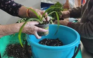 Pět smyslů pro Pomněnku