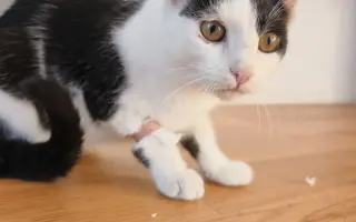 Pomoc s léčbou kocourka Shadyho