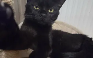 Staňte se nadějí pro kočičky bez domova