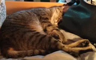 Kočička Eli a její boj s FeLV - pomozme ji k úlevě