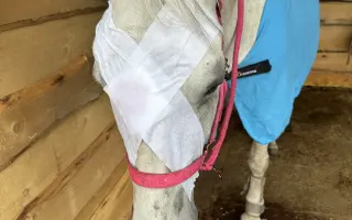 Když se štěstí obrátí zády: Pomoc pro Chérie a Areska