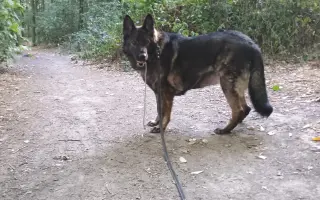 Pomoc Furině v boji s lupusem (SLE)