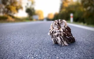 Podpořte KOLODĚJE - houbové hrdiny