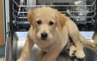 Malý Timmy si zaslouží život bez bolesti