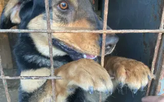 Pomohli jste ochránit pejsky z útulku v Pelhřimově před klíšťovými nemocemi