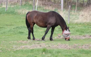 ❤️ Zachránit nestačí. Pomozte nám postarat se o ně dál...