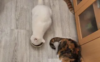 9 nalezených Lásek