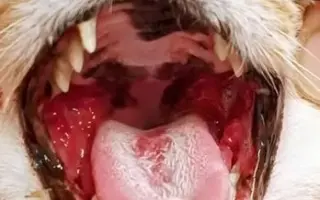 Bezbolestný život pro Žanetku a Kačenku