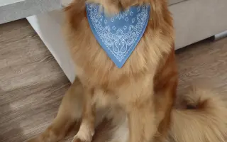 Pomoc pro našeho pejska Bobbyho, který bojuje s epilepsií