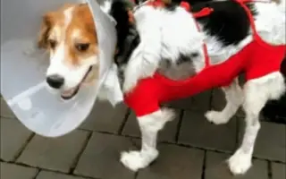 POMOC PRO FOXÍČKA, ASPENA A TAFFY-JACKA