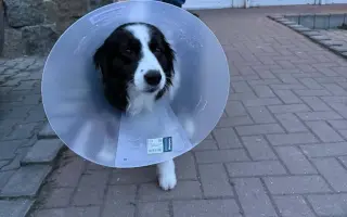 Operace druhého kolene pro Meggie