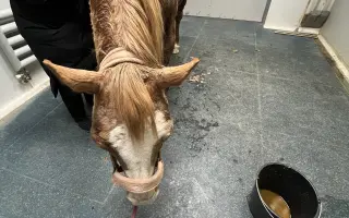 Pomozme Kess po těžké akutní operaci