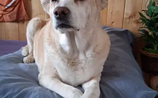 Boj o zdraví pro Ťapinku: Pomozte nám zvládnout náročnou léčbu