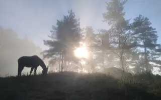 Ovčín pro zachráněné ovce a kozy v Motýlím království
