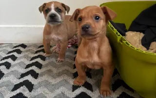 Pomozte nám postavit útočiště pro psy z ulice