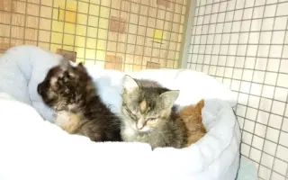 ZACHRAŇME KOŤÁTKA PŘED ZIMOU!