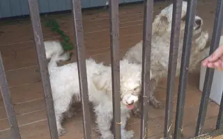 🩺 Operace pro Roxinku – šance na život bez bolesti