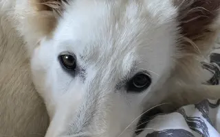 Pomozme Daisy znovu běhat 🐾