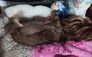 Bojovník Bertík vážící pouhé 1 kilo