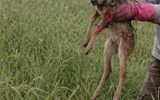 Zachraňme srnčata dřív, než bude pozdě