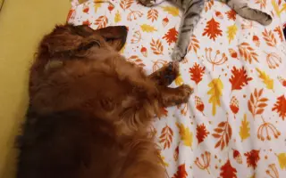 Pomoc pre Hectorka ❤️ držte tlapky, právě bojujeme 🍀