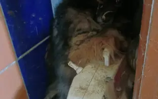 Voříškov přijal 45 nových chlupáčů - pomůžete spolu s námi změnit jejich příběh?