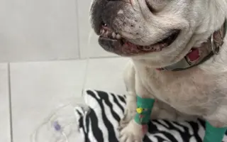 Operace pro buldočku Betty, která jí může zachránit život