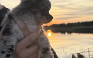 Pomozte Nixie znovu běhat