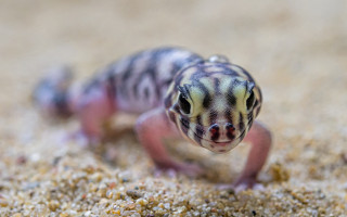 Podpořte mláďata gekona zázračného, která se vylíhla v době karantény