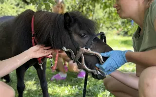 Pomozme třem statečným poníkům ke zdraví, které si sami vyběhat nemohou