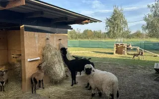 Pomozte beránkovi Knedlíčkovi opět běhat s dětmi.🤍