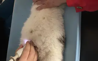❣️FUNGOVÁNÍ LIGY NA OCHRANU ZVÍŘAT - VETERINÁRNÍ PÉČE PRO KOČKY V NOUZI⚕️👩‍⚕️